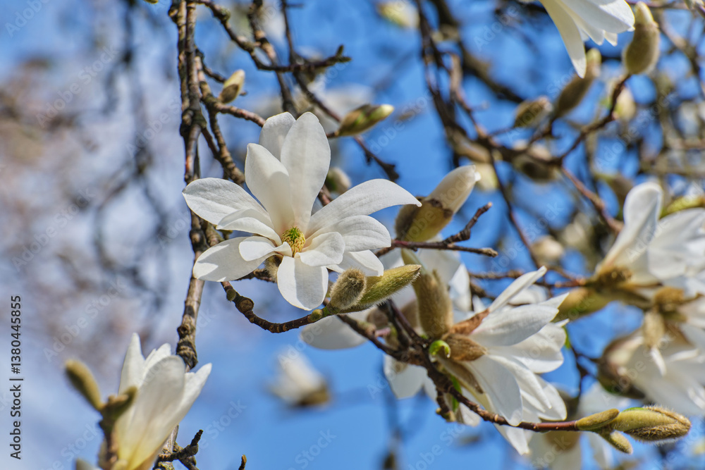 White magnolia flowers close up. Spring floral background White magnolia flowers close up. Spring floral background
