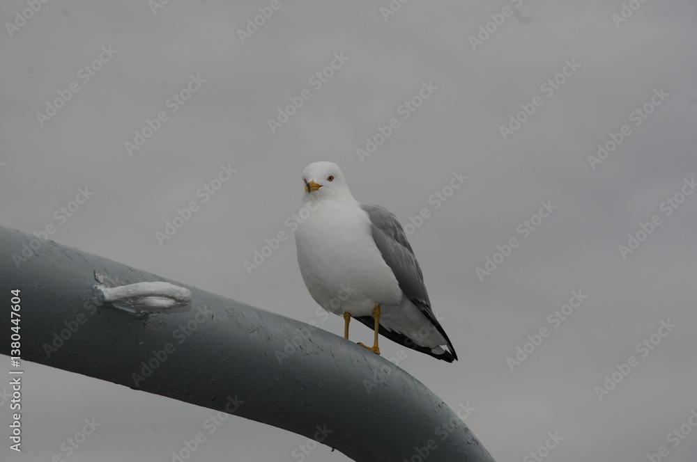 Obraz premium Seagull standing