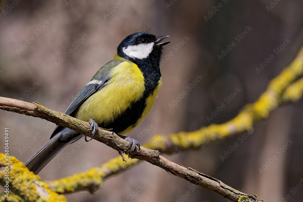 Obraz premium Kohlmeise singt auf einem Ast