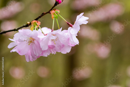 Cherry blossoms against blurred green background