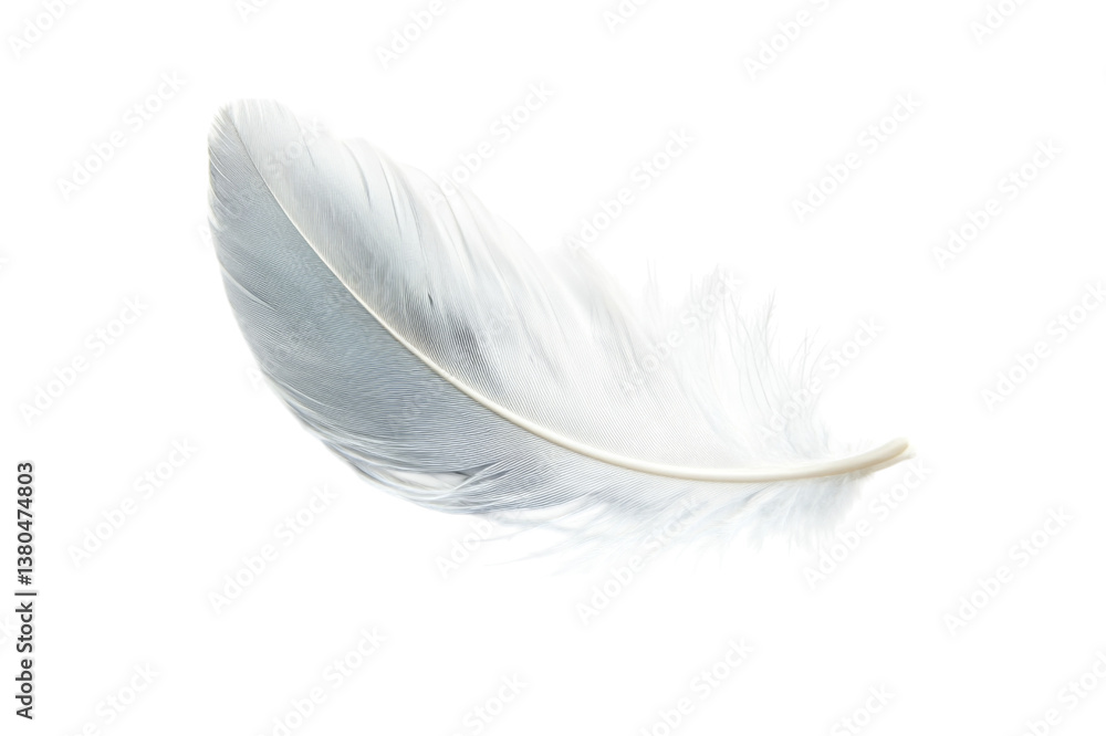 Fototapeta premium Delicate White Feather - A Pristine Natural Beauty