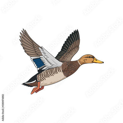 Flying Duck Vector Art illustration