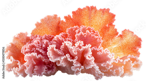Vibrant Coral Color on Clean White Background - Isolated Coral Reef Decoration Image