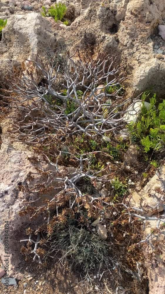 Dry plant in a desert area among rocks, vertical video Dry plant in a desert area among rocks, vertical video