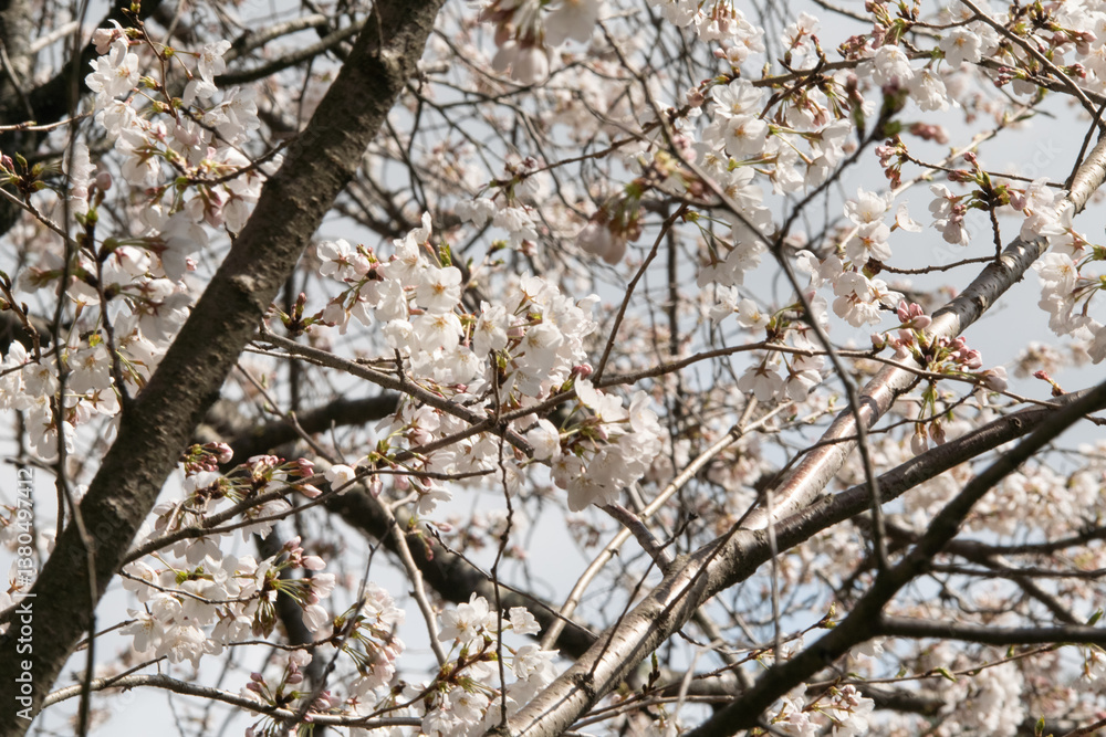 満開の桜 満開の桜