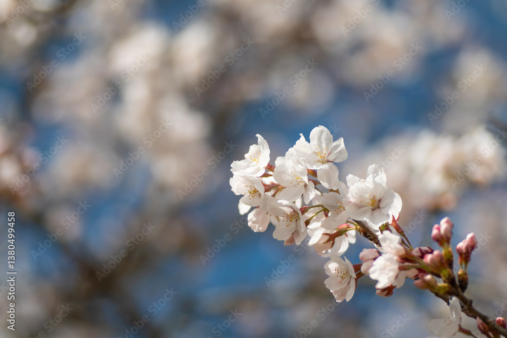 満開の桜
