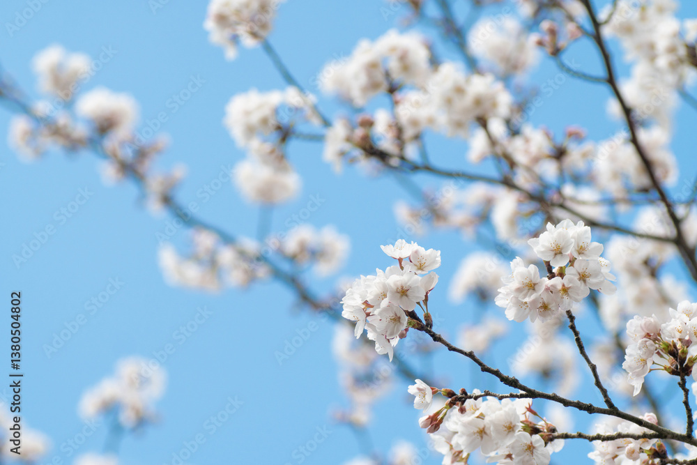 満開の桜 満開の桜