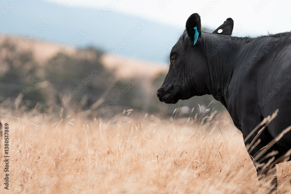 growing beef cows and cattle grazing on sustainable managed grasses on a farm. sustainable beef regenerative food farm