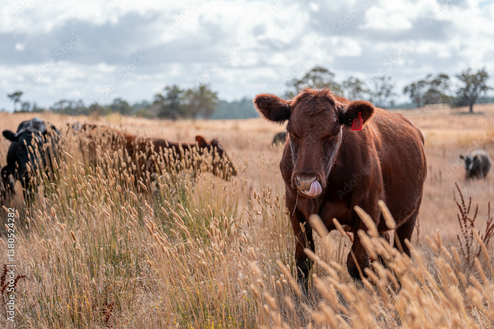 growing beef cows and cattle grazing on sustainable managed grasses on a farm. sustainable beef regenerative food farm