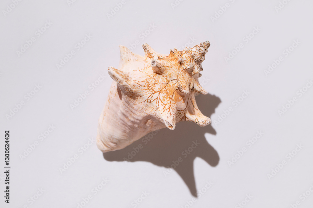 One big beautiful seashell on light gray background top view flat lay. Beautiful shells, summer tropical minimal background, marine objects for design. Beach holiday concept One big beautiful seashell on light gray background top view flat lay. Beautiful shells, summer tropical minimal background, marine objects for design. Beach holiday concept