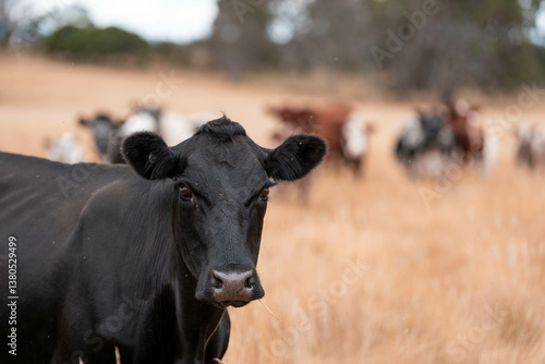 growing beef cows and cattle grazing on sustainable managed grasses on a farm. sustainable beef regenerative food farm
