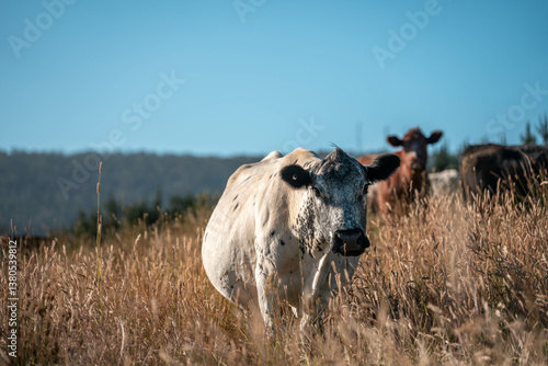 beef cows and cattle grazing on sustainable managed grasses on a farm holding microorganisms storing carbon sustainable regenerative