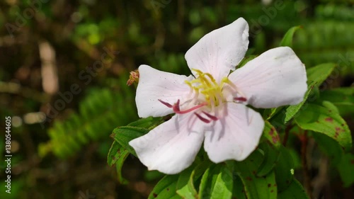 ハハジマノボタンの花2　世界で母島だけに咲く花