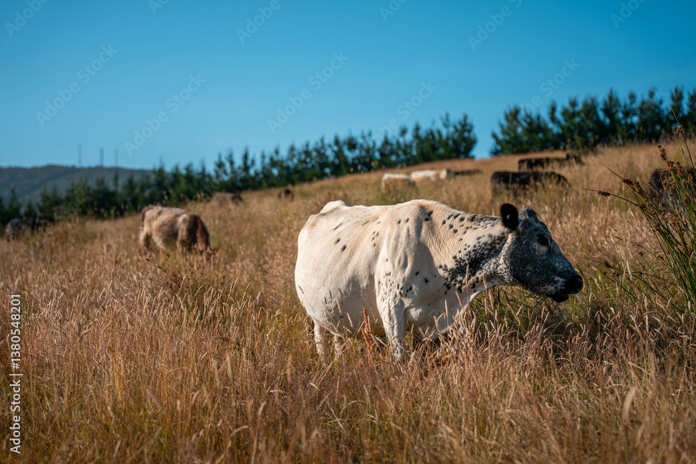 growing beef cows and cattle grazing on sustainable managed grasses on a farm. sustainable beef regenerative food farm