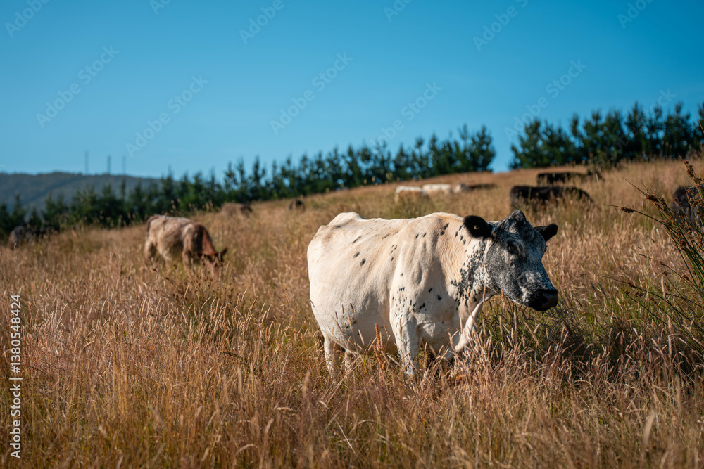 beef cows and cattle grazing on sustainable managed grasses on a farm holding microorganisms storing carbon sustainable regenerative beef cows and cattle grazing on sustainable managed grasses on a farm holding microorganisms storing carbon sustainable regenerative