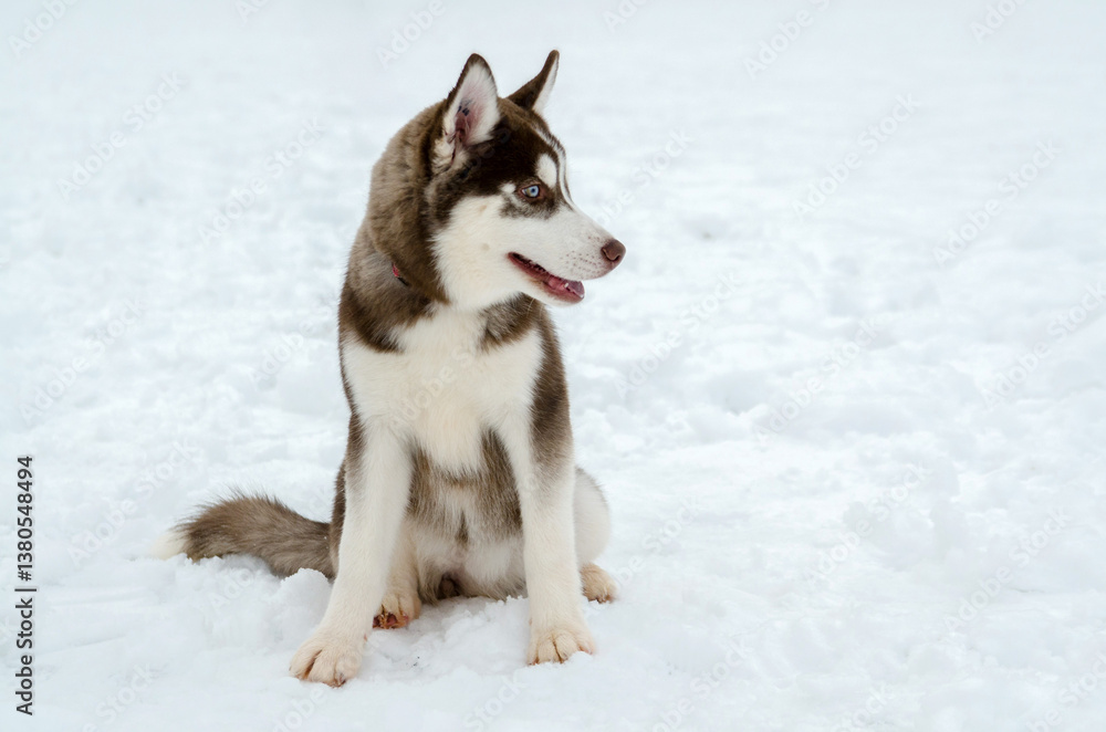 Young siberian husky sits alertly on snow-covered ground. Soft lighting enhances fur texture, creating serene winter scene. White and brown fur contrasts with vivid, snowy background Young siberian husky sits alertly on snow-covered ground. Soft lighting enhances fur texture, creating serene winter scene. White and brown fur contrasts with vivid, snowy background