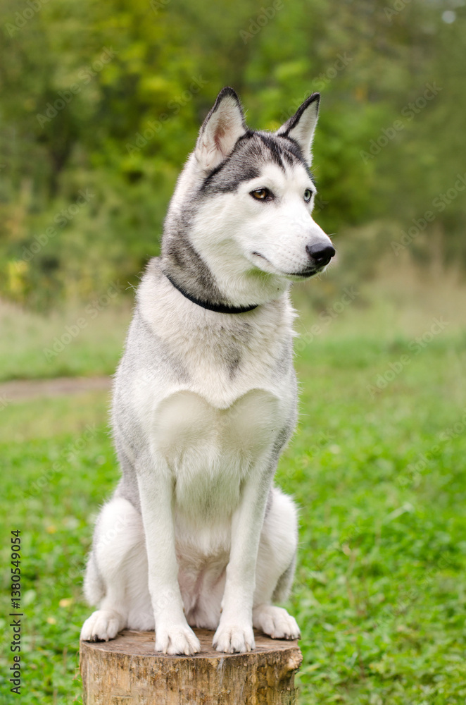 Husky sitting on tree stump in lush forest. Dogs gaze focused, ears alert. Bright daylight enhances white and gray fur against green backdrop Husky sitting on tree stump in lush forest. Dogs gaze focused, ears alert. Bright daylight enhances white and gray fur against green backdrop