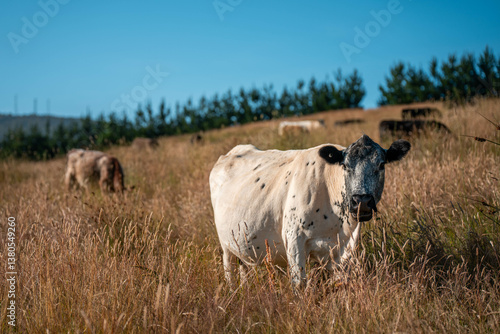 Obraz na płótnie beef cows and cattle grazing on sustainable managed grasses on a farm holding microorganisms storing carbon sustainable regenerative w salonie