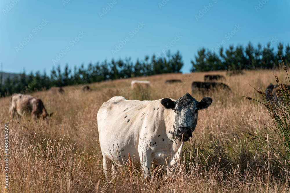 Growing beef cows and cattle grazing on sustainable managed grasses on a farm