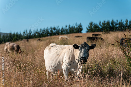 Obraz na płótnie Growing beef cows and cattle grazing on sustainable managed grasses on a farm w salonie