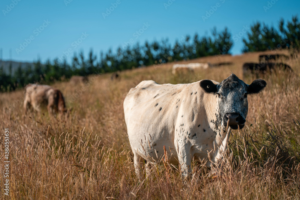 growing beef cows and cattle grazing on sustainable managed grasses on a farm holding microorganisms storing carbon sustainable regenerative food farm in a field on an agricultural farm in australia growing beef cows and cattle grazing on sustainable managed grasses on a farm holding microorganisms storing carbon sustainable regenerative food farm in a field on an agricultural farm in australia