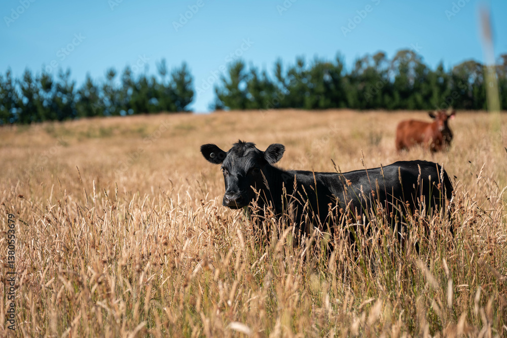 growing beef cows and cattle grazing on sustainable managed grasses on a farm. sustainable beef regenerative food farm