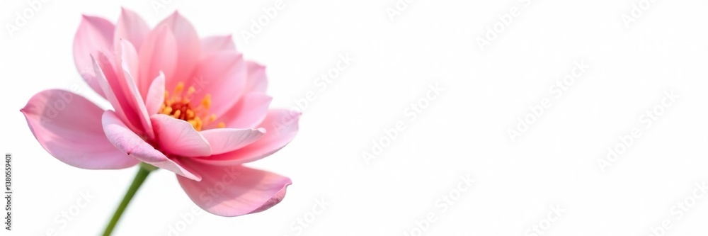 Fototapeta premium Delicate petals of a flower isolated on white background, botanical photography, blooming