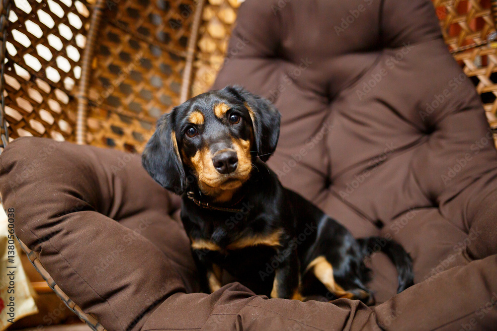 An adorable and playful puppy with a soft appearance sits joyfully on a cozy chair in a rustic setting, enhancing its charm and making it the perfect companion for those seeking affection