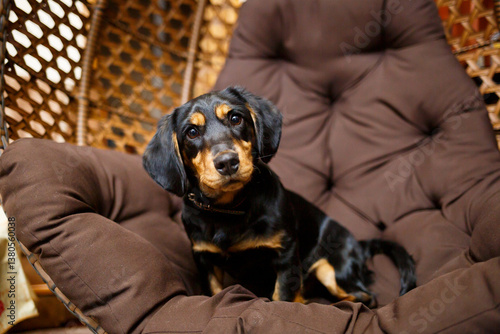 Obraz na płótnie An adorable and playful puppy with a soft appearance sits joyfully on a cozy chair in a rustic setting, enhancing its charm and making it the perfect companion for those seeking affection w salonie