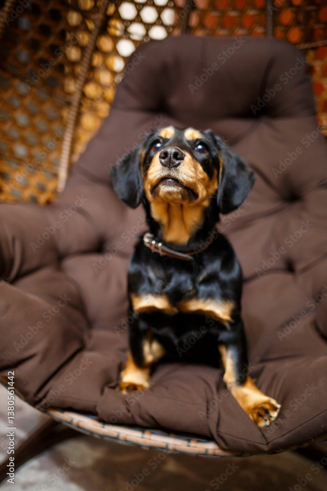 A charming dog poses in a stylish chair, exuding warmth and cheerfulness, making the space feel inviting. Its a delightful scene capturing genuine canine companionship and the essence of joy