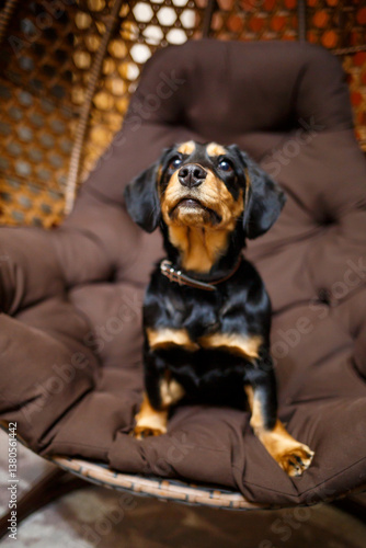 Obraz na płótnie A charming dog poses in a stylish chair, exuding warmth and cheerfulness, making the space feel inviting. Its a delightful scene capturing genuine canine companionship and the essence of joy w salonie