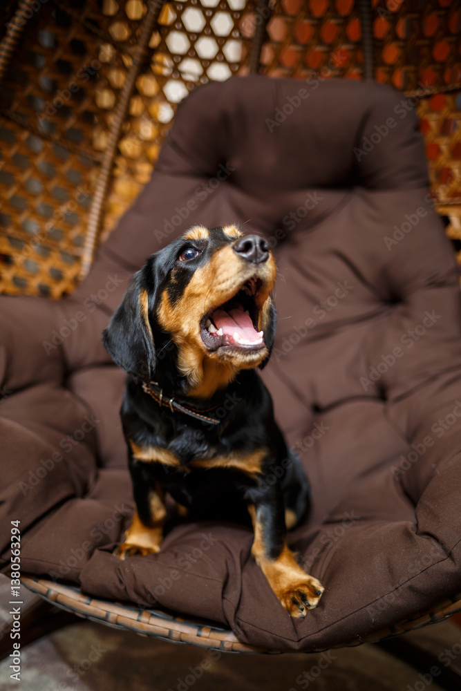 A Playful Rottweiler Puppy Stretching and Yawning While All Snuggled Up in a Soft, Cozy Chair A Heartwarming and Charming Portrait for Animal Lovers Everywhere to Enjoy and Adore
