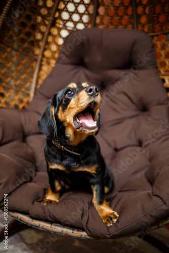 Obraz na płótnie A Playful Rottweiler Puppy Stretching and Yawning While All Snuggled Up in a Soft, Cozy Chair A Heartwarming and Charming Portrait for Animal Lovers Everywhere to Enjoy and Adore w salonie