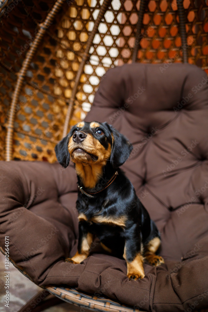 A charming Black and Tan dog is comfortably relaxing in a cozy rattan chair, embodying a sense of comfort and sheer happiness as a lovable companion in a beautifully decorated home environment