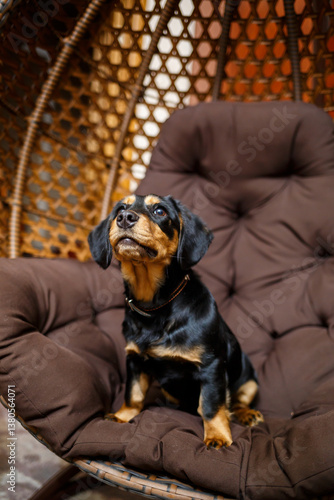 Obraz na płótnie A charming Black and Tan dog is comfortably relaxing in a cozy rattan chair, embodying a sense of comfort and sheer happiness as a lovable companion in a beautifully decorated home environment w salonie