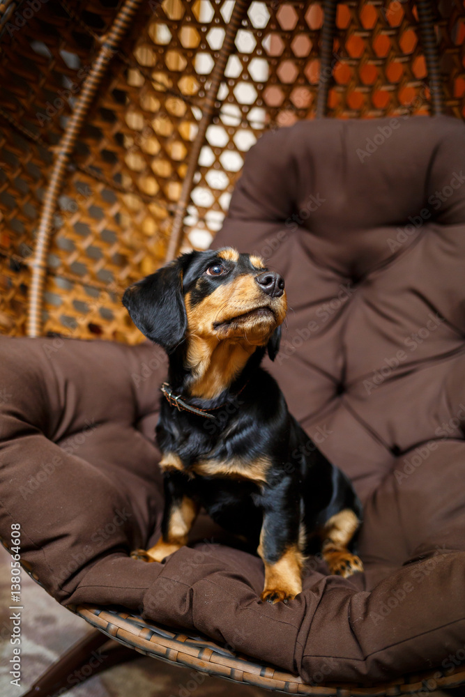 A charming Rottweiler Mix dog is relaxing comfortably in a cozy chair, enjoying a peaceful moment in its cozy environment, embodying the essence of a beloved furry friend and companion
