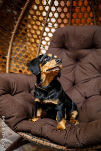 A charming Rottweiler Mix dog is relaxing comfortably in a cozy chair, enjoying a peaceful moment in its cozy environment, embodying the essence of a beloved furry friend and companion