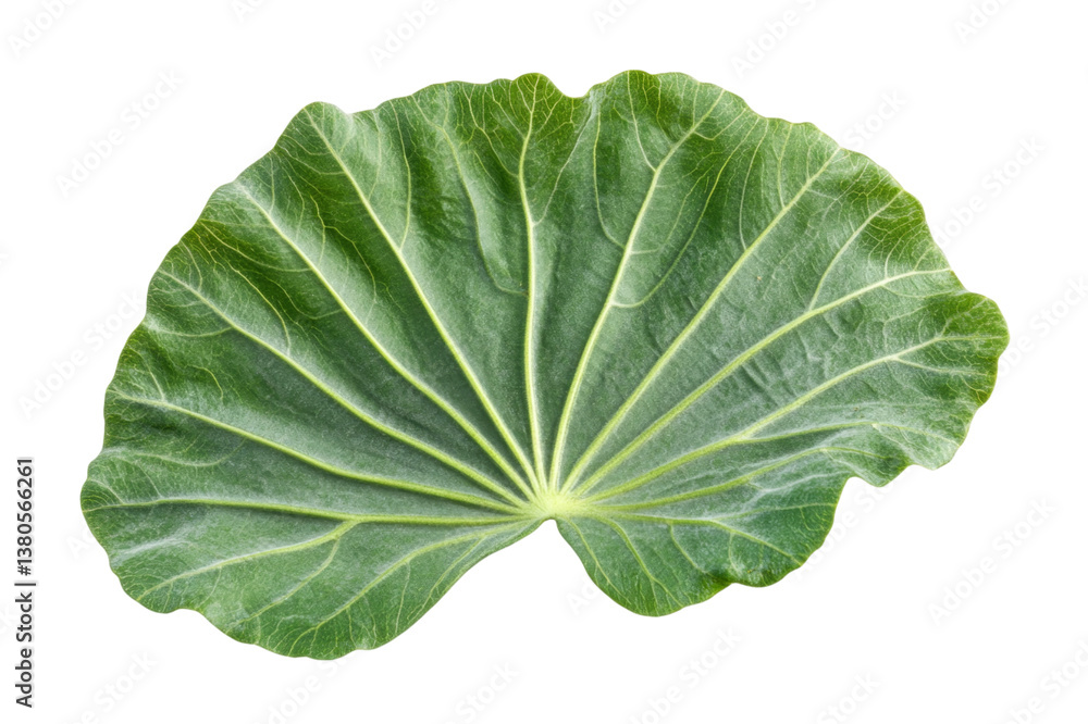 Closeup of a Lush Green Leaf Closeup of a Lush Green Leaf