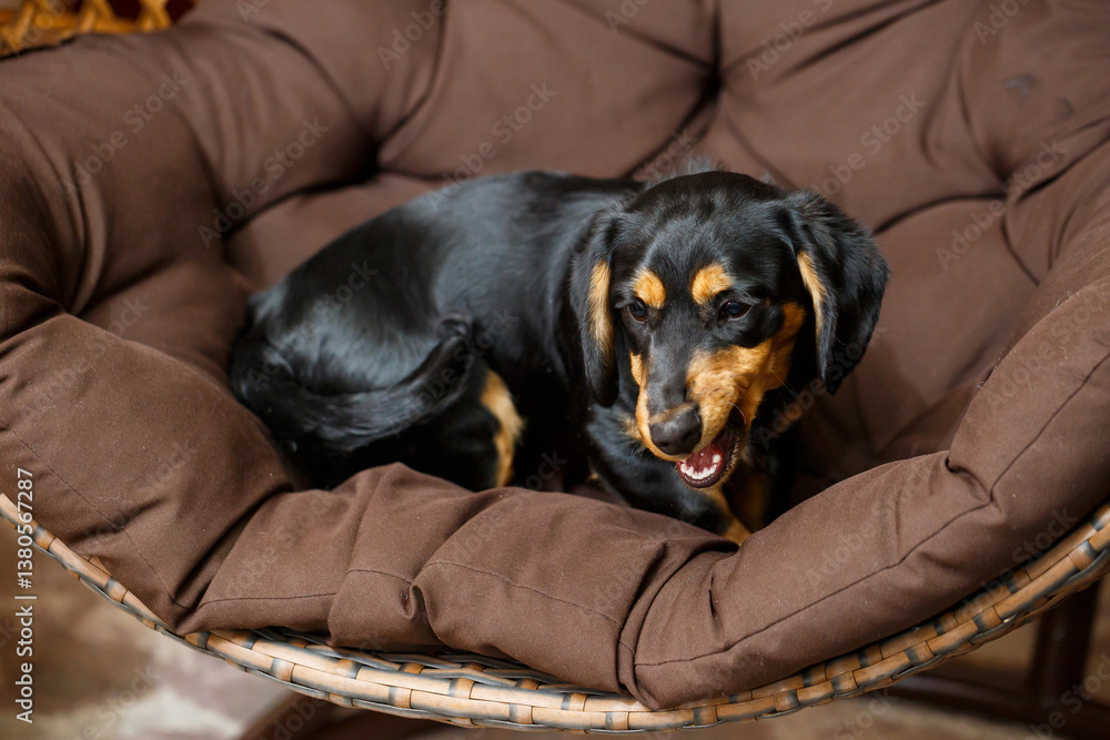 A charming Black and Tan dog is relaxing comfortably on a cozy brown pet bed, enjoying a moment of peace and tranquility in its warm indoor environment, radiating happiness and joy