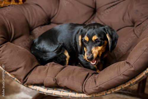 Obraz na płótnie A charming Black and Tan dog is relaxing comfortably on a cozy brown pet bed, enjoying a moment of peace and tranquility in its warm indoor environment, radiating happiness and joy w salonie