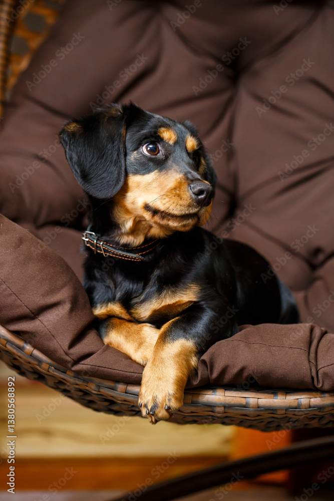 A charming little Dachshund puppy is relaxing in a cozy chair, embodying the essence of comfort and companionship that comes from being a lovable pet in a warm and inviting indoor home environment
