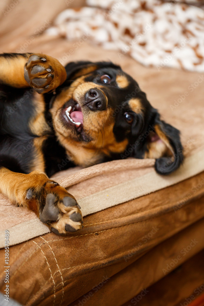 A Playful and Adorable Rottweiler Dog is Relaxing Comfortably on a Soft Couch, exuding a charming and cheerful vibe, ideal for snuggling and providing companionship to its loving owners