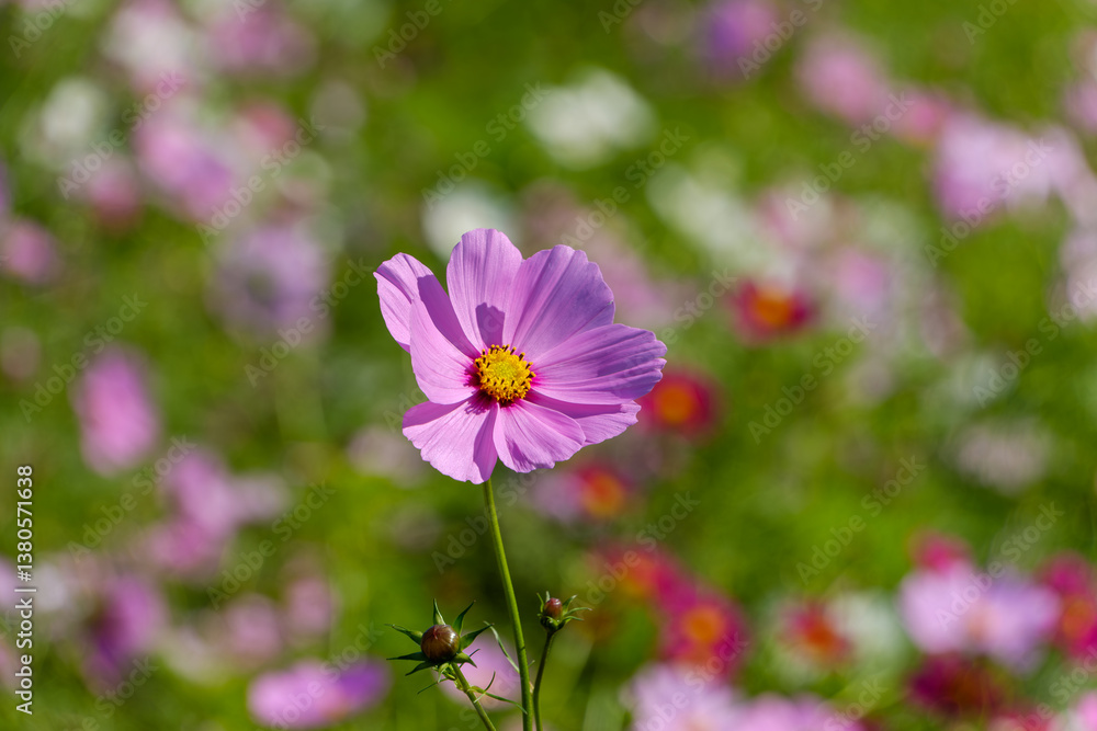 Obraz premium ピンク色のコスモスの花と秋の風景