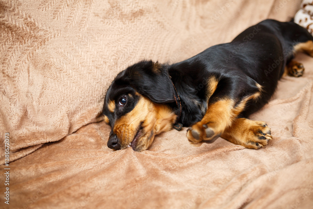 Relaxing Puppy A Charming Dachshund Lounging Comfortably on a Soft and Plush Sofa, Enjoying its Cozy Spot and Exuding an Aura of Calmness and Contentment Amidst a Peaceful Atmosphere
