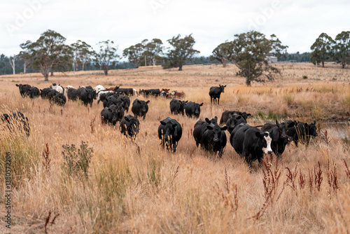 growing beef cows and cattle grazing on sustainable managed grasses on a farm. sustainable beef regenerative food farm