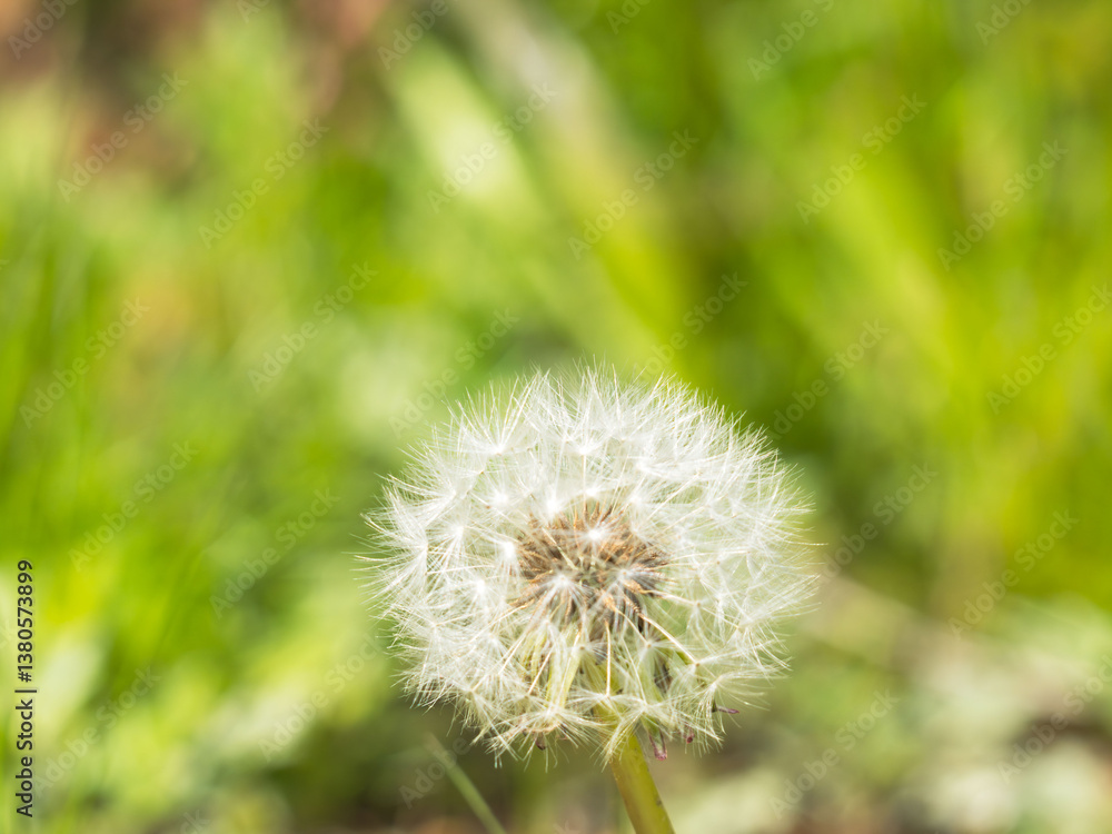 Fototapeta premium 春の野原 タンポポの綿毛08