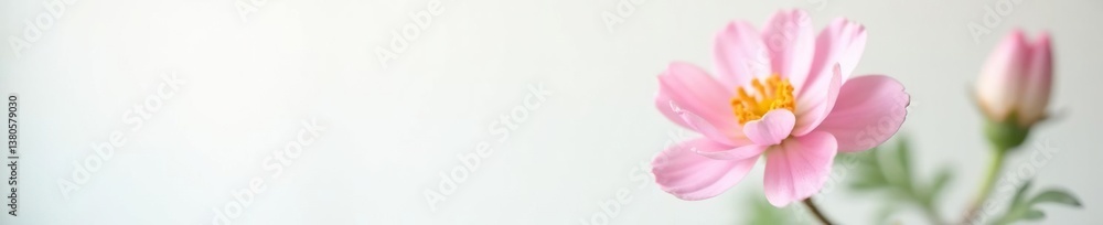 Naklejka premium Delicate flower in soft focus on white background, white, petals