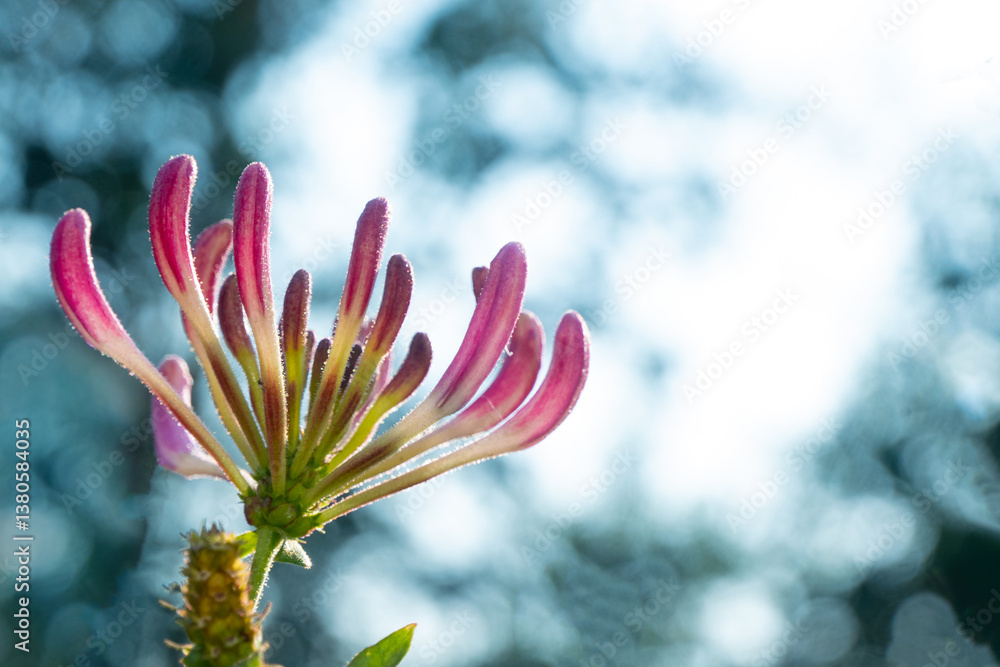 Honeysuckle in garden soft focus. Flowers Lonicera Sempervirens, common names common honeysuckle, European honeysuckle or woodbine. High quality photo