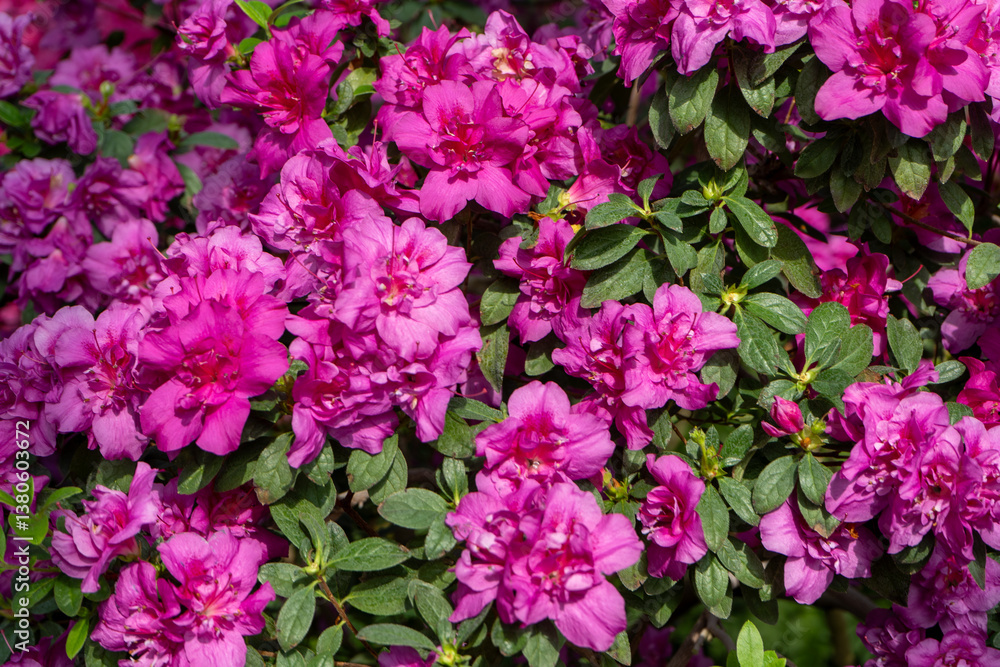 Azalea bud flower. Rhododendron plant in garden. Floral background. Pink purple bush Azalea bud flower. Rhododendron plant in garden. Floral background. Pink purple bush