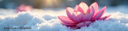 Delicate flower petals unfold on a snowy canvas, plant life, nature photography